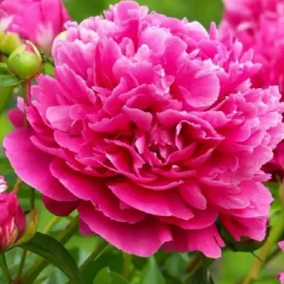 Пион НОЧНЫЕ ГРЕЗЫ древовидный в Молодечно