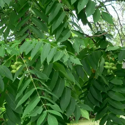 Орех МАНЬЧЖУРСКИЙ в Молодечно