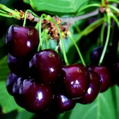 Дюк НОЧКА в Молодечно