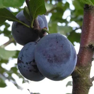 Слива ВЕНГЕРКА БЕЛОРУССКАЯ в Молодечно