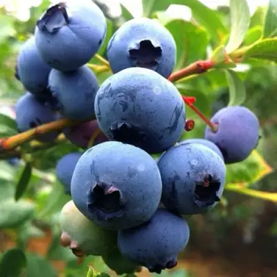 Голубика ДЮК в Молодечно