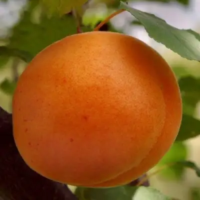 Абрикос ОЛИМП в Молодечно