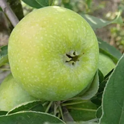 Яблоня РЕНЕТ СИМИРЕНКО в Молодечно