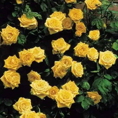 Роза ЛАНДОРА чайно-гибридная в Молодечно