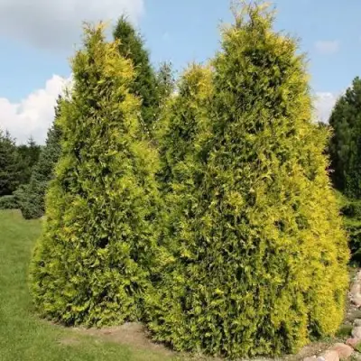 Туя АУРЕОСПИКАТА западная в Молодечно