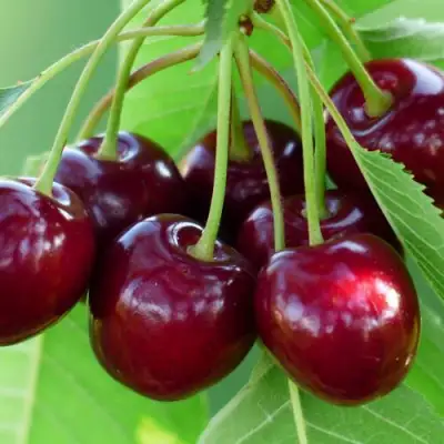 Дюк ЖИВИЦА (ЧЕРЕВИШНЯ) в Молодечно