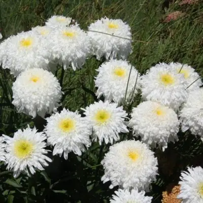 Нивяник ФИОНА ГОГХИЛЛ великолепный в Молодечно