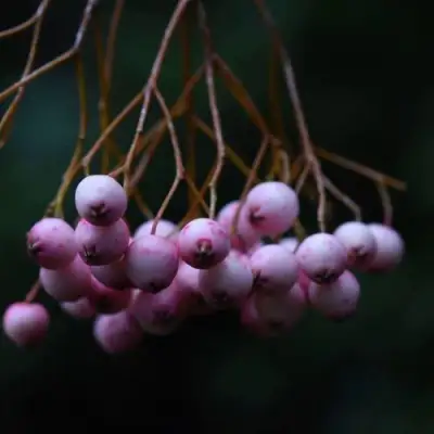 Рябина ПЕКИНСКАЯ сладкоплодная в Молодечно