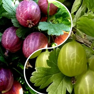 Комплект РЕДКИЙ СЧАСТЛИВЧИК в Молодечно