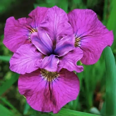 Ирис СИ Я ЛЕЙТЕР сибирский в Молодечно