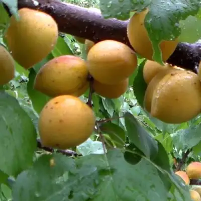 Абрикос МАНИТОБА в Молодечно