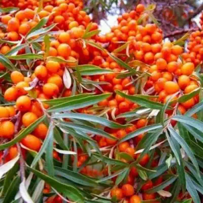 Облепиха ВОРОБЬЕВСКАЯ в Молодечно