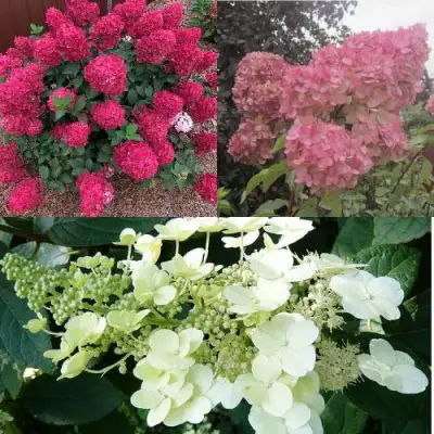 Комплект САД ЭМОЦИЙ в Молодечно