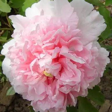 Пион БУКЕТ РОЗОВЫХ ГВОЗДИК древовидный в Молодечно