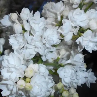 Сирень МИСС ЭЛЕН ВИЛМОТТ в Молодечно