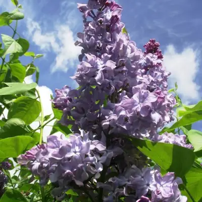 Сирень КРЫЛЬЯ НАДЕЖДЫ в Молодечно