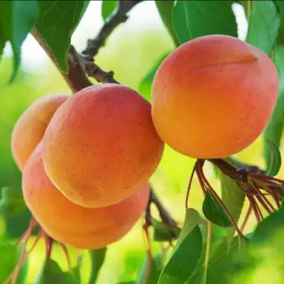 Абрикос ДЕБЮТ в Молодечно