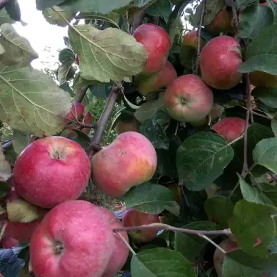 Яблоня АЛЬВА в Молодечно