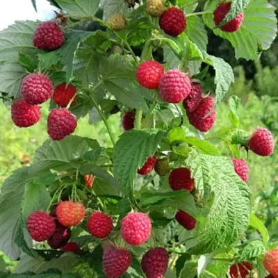 Малина БРУСИЛОВСКАЯ в Молодечно