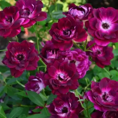 Роза БУРГУНДИ АЙС флорибунда в Молодечно