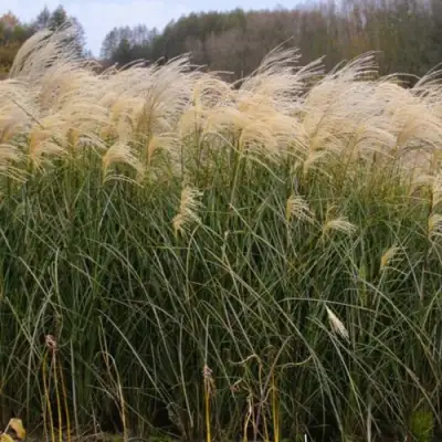 Мискантус ВАНИЛЛА СКАЙ китайский в Молодечно