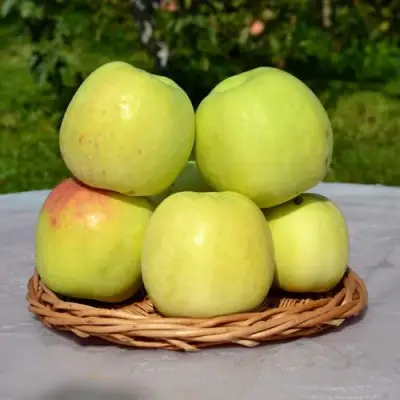 Яблоня БИРСКОЕ ГРУШЕВОЕ (БИЧИК) в Молодечно