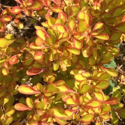 Барбарис САММЕР САНСЕТ тунберга в Молодечно