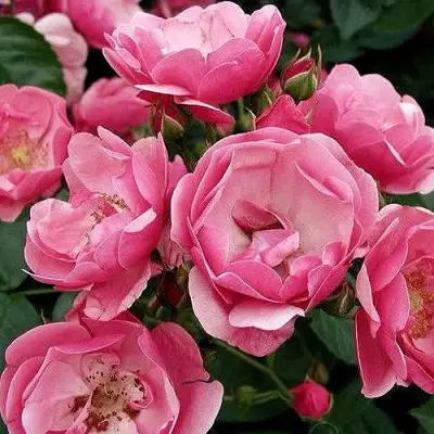 Роза АНГЕЛА флорибунда в Молодечно