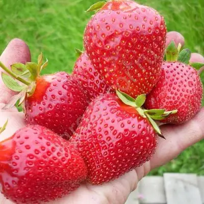 Клубника ЭЛИАНЕ в Молодечно