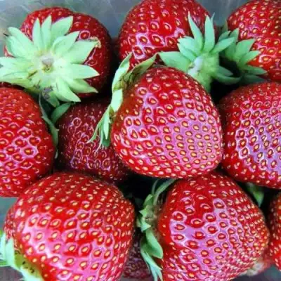 Клубника МАЛЬВИНА в Молодечно