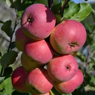 Яблоня ВЭМ-РОЗОВЫЙ в Молодечно