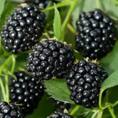 Ежевика ТРИПЛ КРАУН бесшипная  в Молодечно