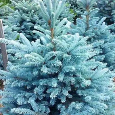 Ель МАДЖЕСТИК БЛЮ колючая в Молодечно