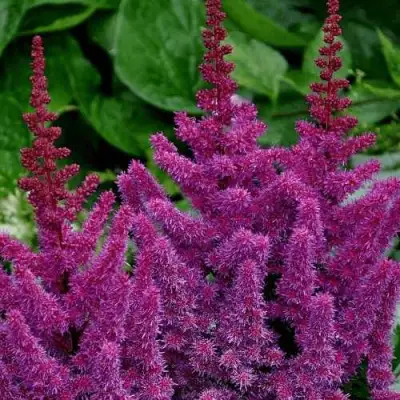 Астильба БЛЭК ЭНД БЛУ китайская в Молодечно