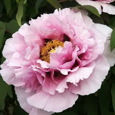 Пион РОЗОВАЯ РЕКА древовидный в Молодечно