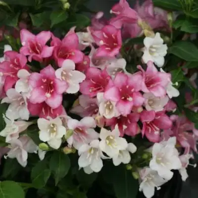 Вейгела КАРНАВАЛ в Молодечно