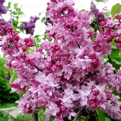 Сирень ОЛИМПИАДА КОЛЕСНИКОВА в Молодечно