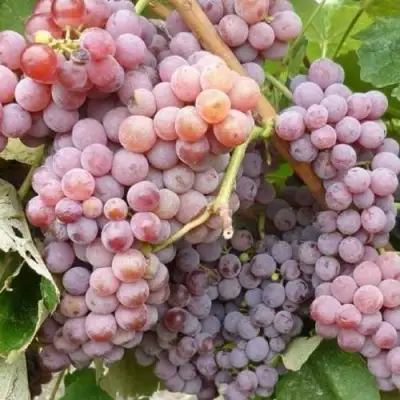 Виноград РИЛАЙНС ПИНК СИДЛИС в Молодечно