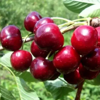 Вишня ВЯНОК в Молодечно