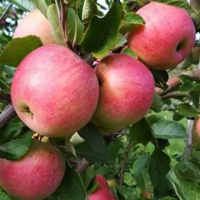 Яблоня ТЕРЕМОК в Молодечно