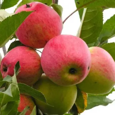 Яблоня МЕЧТА в Молодечно