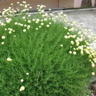 Сантолина зеленеющая в Молодечно