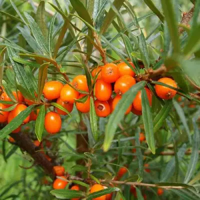 Облепиха БОТАНИЧЕСКАЯ в Молодечно