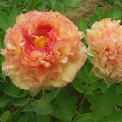 Пион ЗОЛОТАЯ РОССЫПЬ древовидный в Молодечно