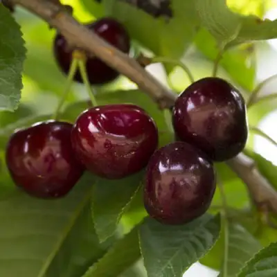 Вишня ЛАСУХА в Молодечно