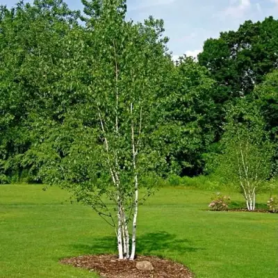 Береза бумажная в Молодечно