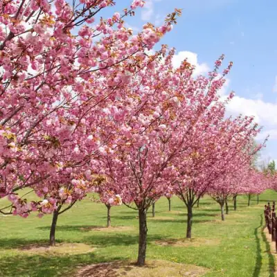 Сакура КАНЗАН в Молодечно