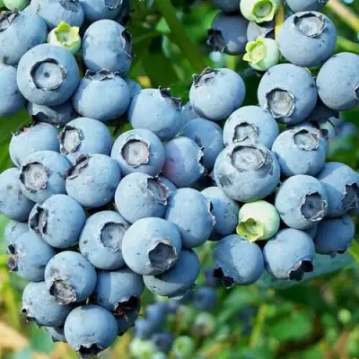 Голубика ПУРУ в Молодечно