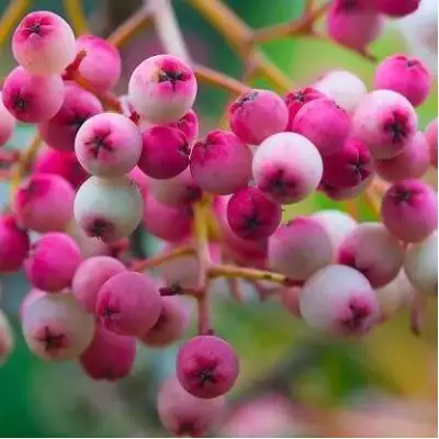 Рябина ПИНК сладкоплодная в Молодечно