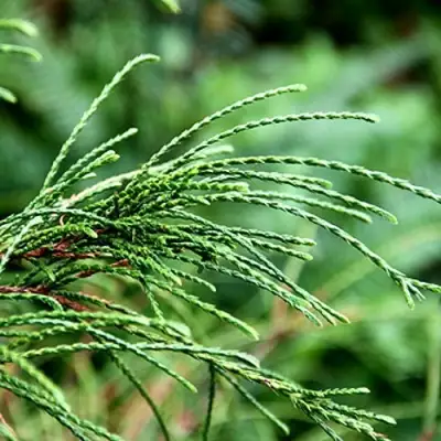 Туя ВИПКОРД складчатая в Молодечно